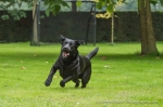 Bild: Körpersprachliches jonglieren mit Hund